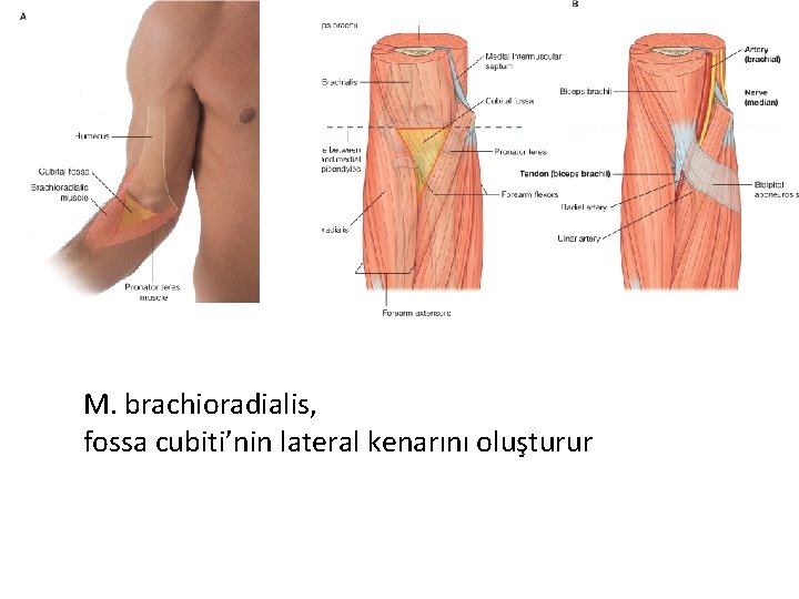 M. brachioradialis, fossa cubiti’nin lateral kenarını oluşturur 