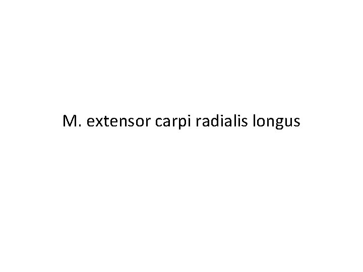 M. extensor carpi radialis longus 