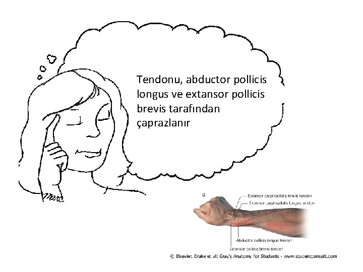Tendonu, abductor pollicis longus ve extansor pollicis brevis tarafından çaprazlanır 