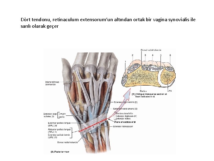 Dört tendonu, retinaculum extensorum’un altından ortak bir vagina synovialis ile sarılı olarak geçer 