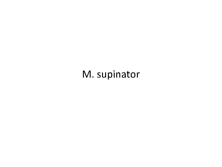 M. supinator 