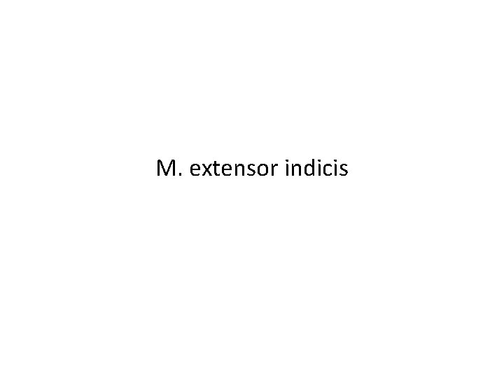 M. extensor indicis 