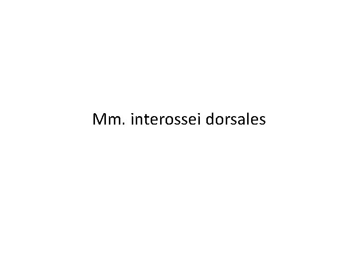 Mm. interossei dorsales 