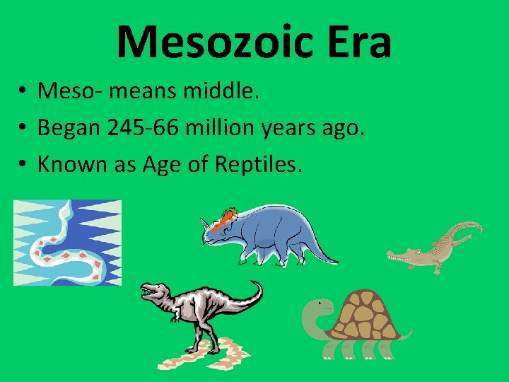 Mesozoic Era • Meso- means middle. • Began 245 -66 million years ago. •