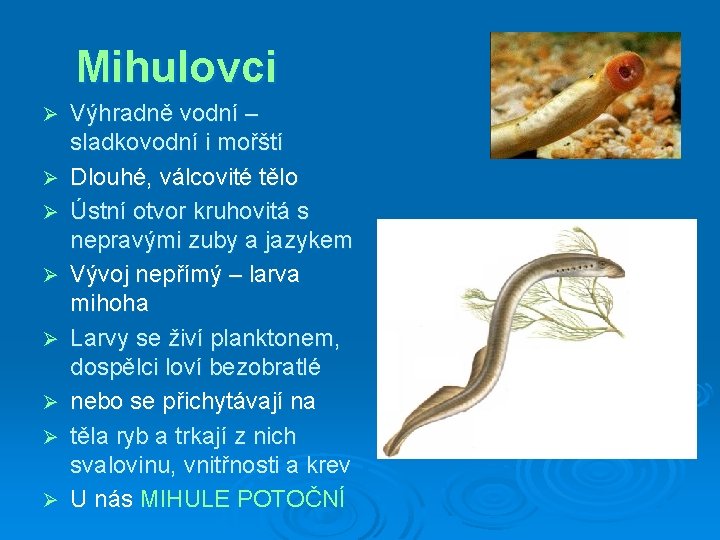 Mihulovci Ø Ø Ø Ø Výhradně vodní – sladkovodní i mořští Dlouhé, válcovité tělo