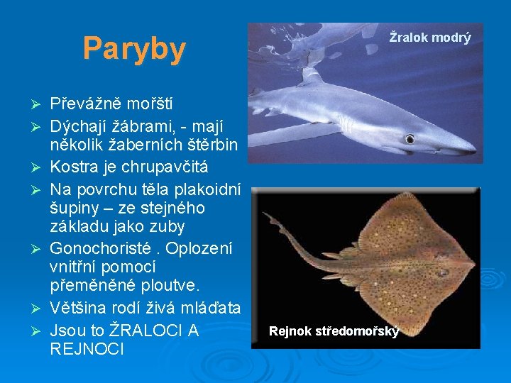 Paryby Ø Ø Ø Ø Převážně mořští Dýchají žábrami, - mají několik žaberních štěrbin