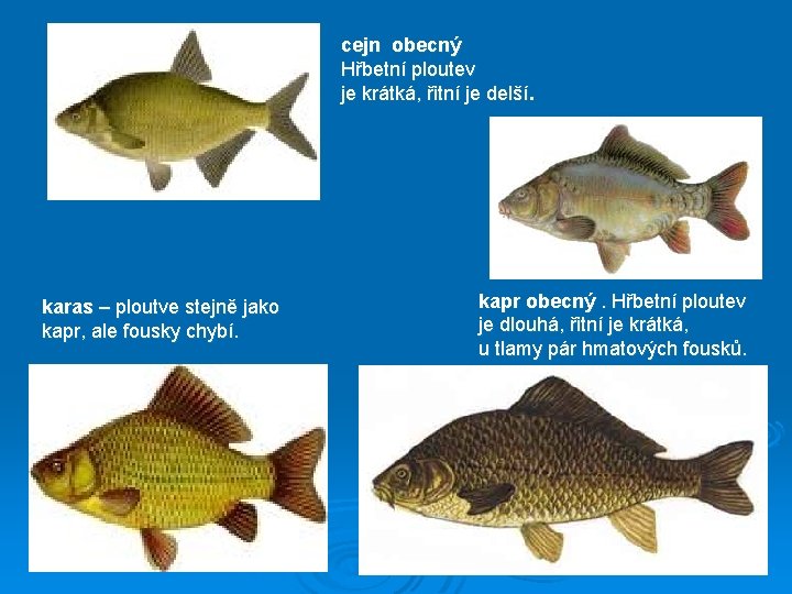 cejn obecný Hřbetní ploutev je krátká, řitní je delší. karas – ploutve stejně jako