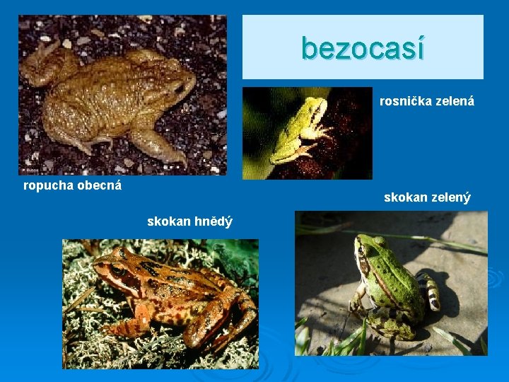 bezocasí rosnička zelená ropucha obecná skokan zelený skokan hnědý 