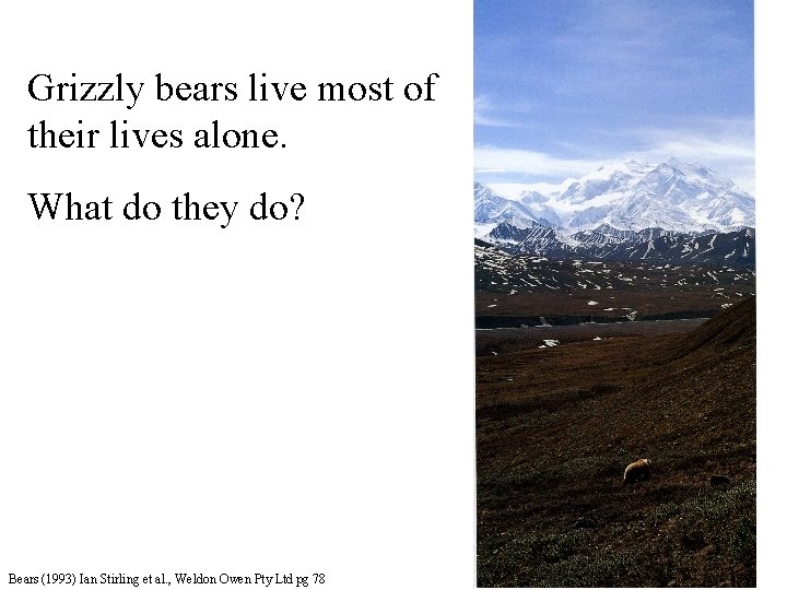 Grizzly bears live most of their lives alone. What do they do? Bears (1993)