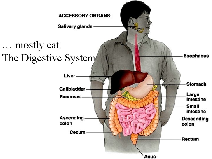 … mostly eat The Digestive System 