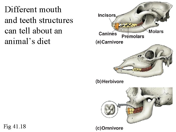Different mouth and teeth structures can tell about an animal’s diet Fig 41. 18