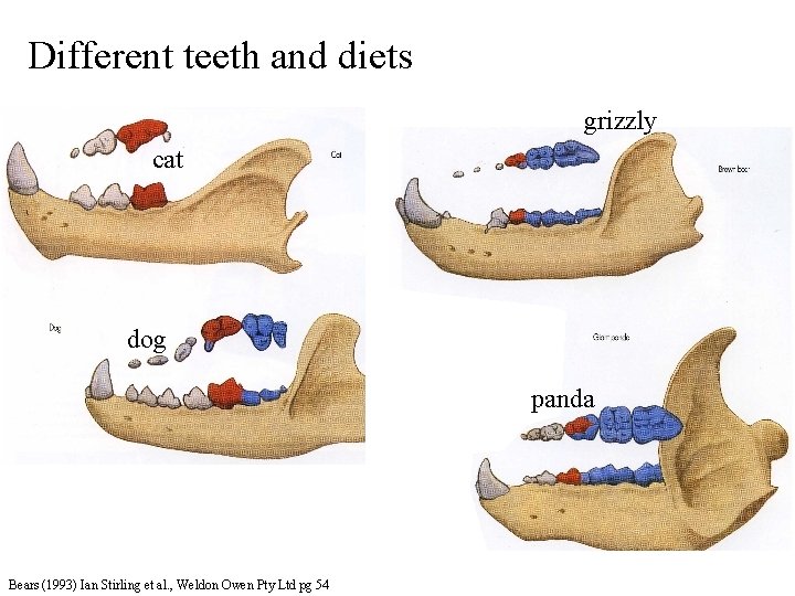 Different teeth and diets grizzly cat dog panda Bears (1993) Ian Stirling et al.