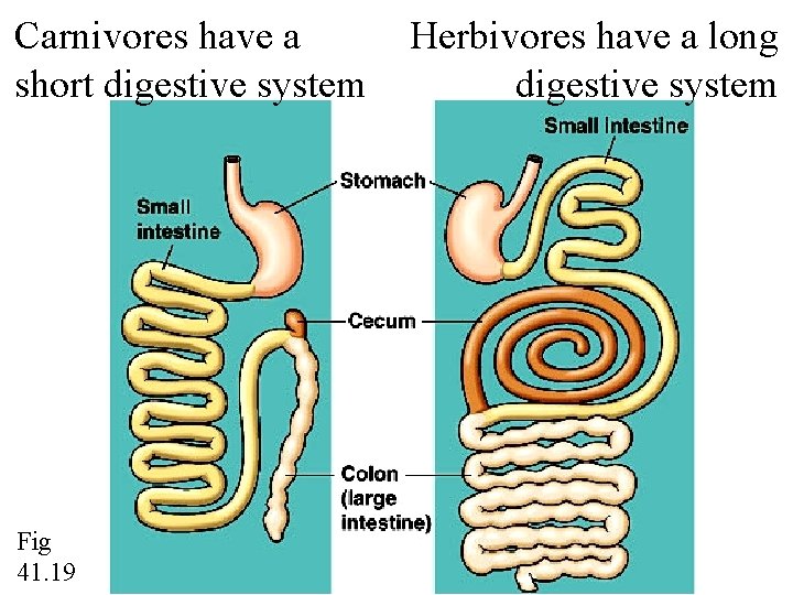 Carnivores have a short digestive system Fig 41. 19 Herbivores have a long digestive