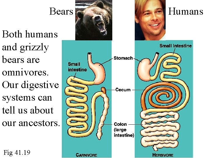 Bears Both humans and grizzly bears are omnivores. Our digestive systems can tell us