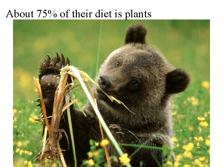 About 75% of their diet is plants 