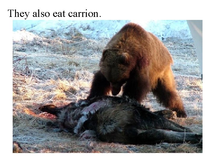 They also eat carrion. 