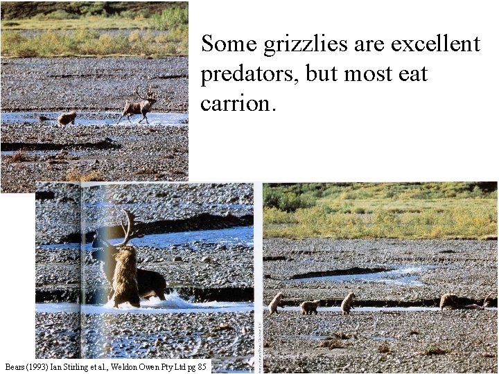 Some grizzlies are excellent predators, but most eat carrion. Bears (1993) Ian Stirling et