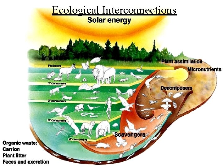 Ecological Interconnections 