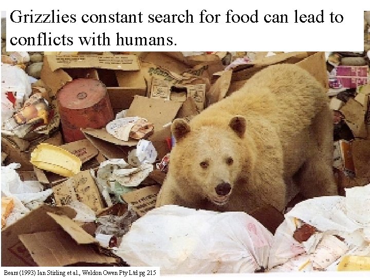 Grizzlies constant search for food can lead to conflicts with humans. Bears (1993) Ian