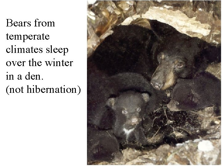 Bears from temperate climates sleep over the winter in a den. (not hibernation) 