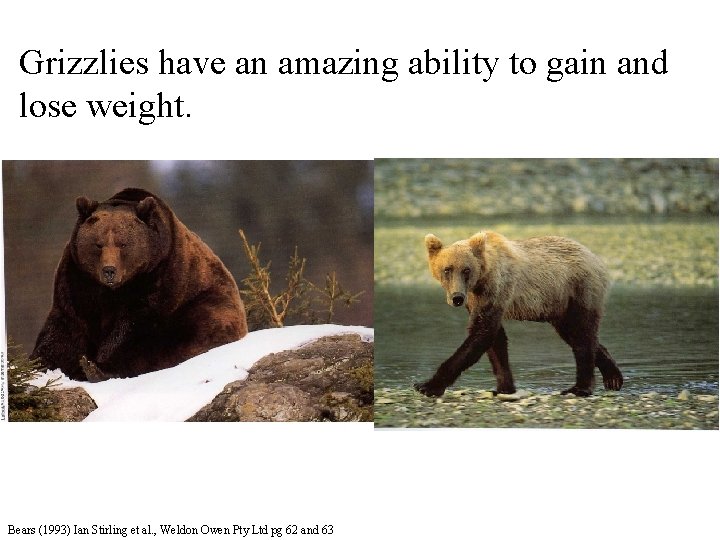 Grizzlies have an amazing ability to gain and lose weight. Bears (1993) Ian Stirling