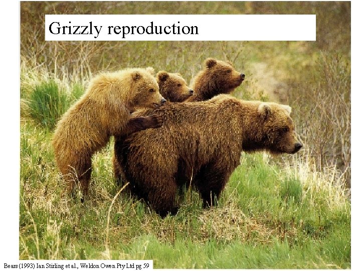 Grizzly reproduction Bears (1993) Ian Stirling et al. , Weldon Owen Pty Ltd pg