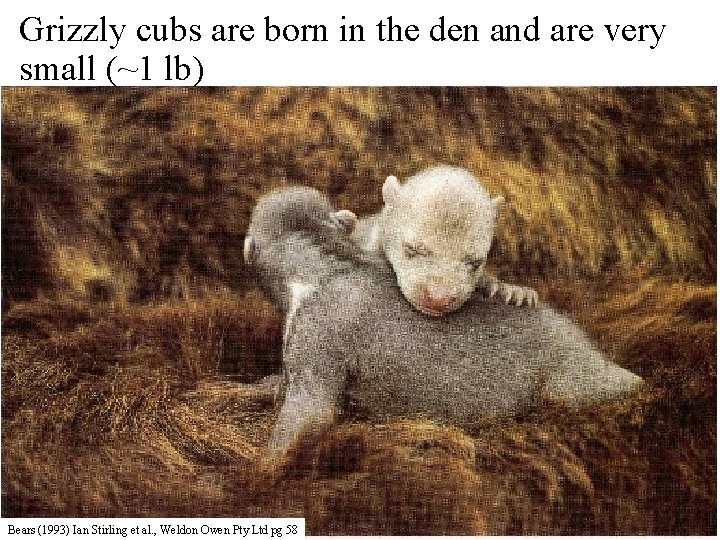 Grizzly cubs are born in the den and are very small (~1 lb) Bears