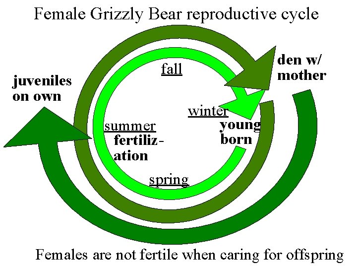 Female Grizzly Bear reproductive cycle juveniles on own den w/ mother fall winter young