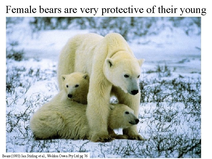 Female bears are very protective of their young Bears (1993) Ian Stirling et al.