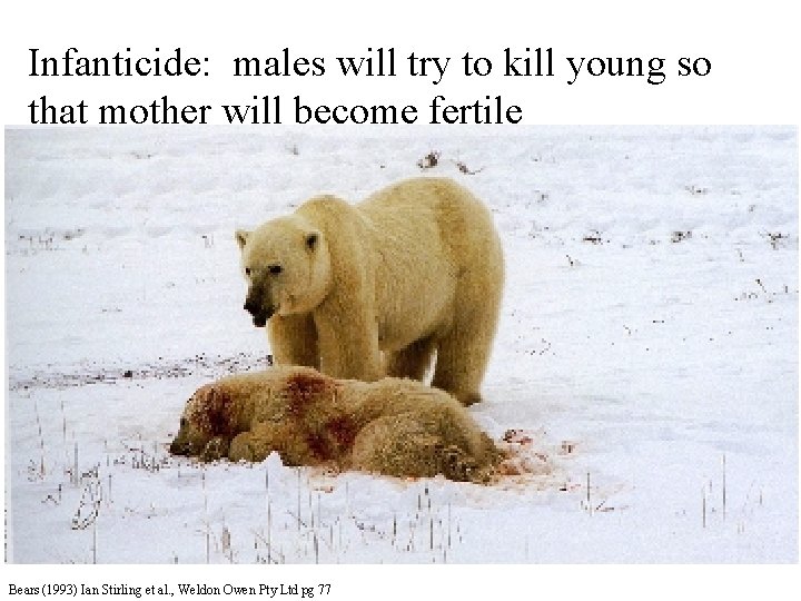 Infanticide: males will try to kill young so that mother will become fertile Bears