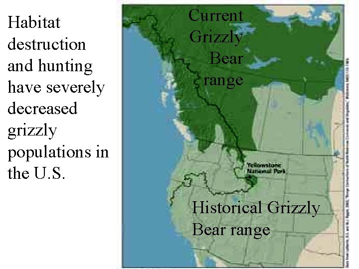 Habitat destruction and hunting have severely decreased grizzly populations in the U. S. Current