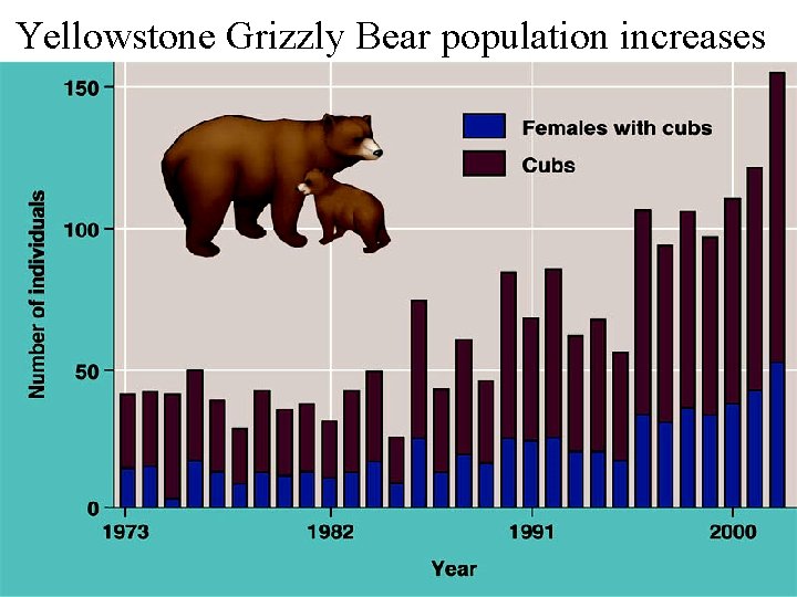 Yellowstone Grizzly Bear population increases 
