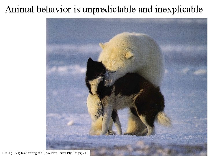 Animal behavior is unpredictable and inexplicable Bears (1993) Ian Stirling et al. , Weldon