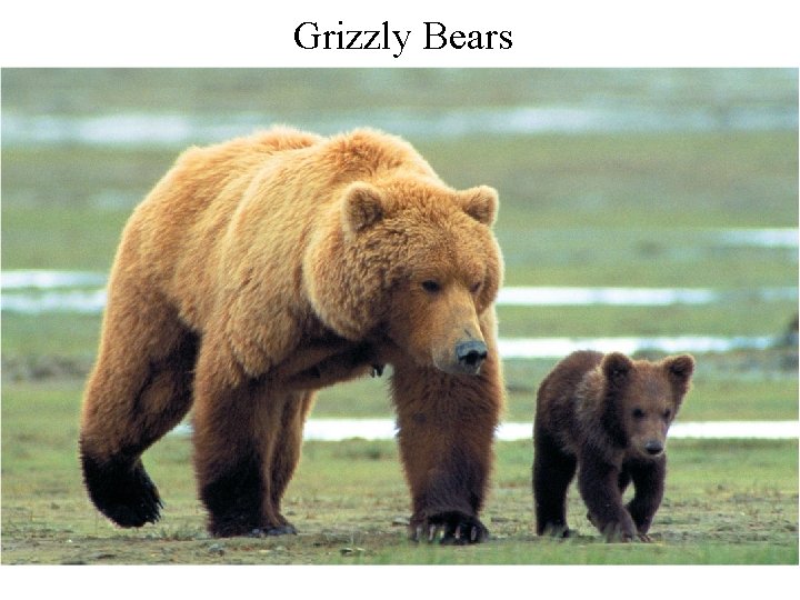 Grizzly Bears 