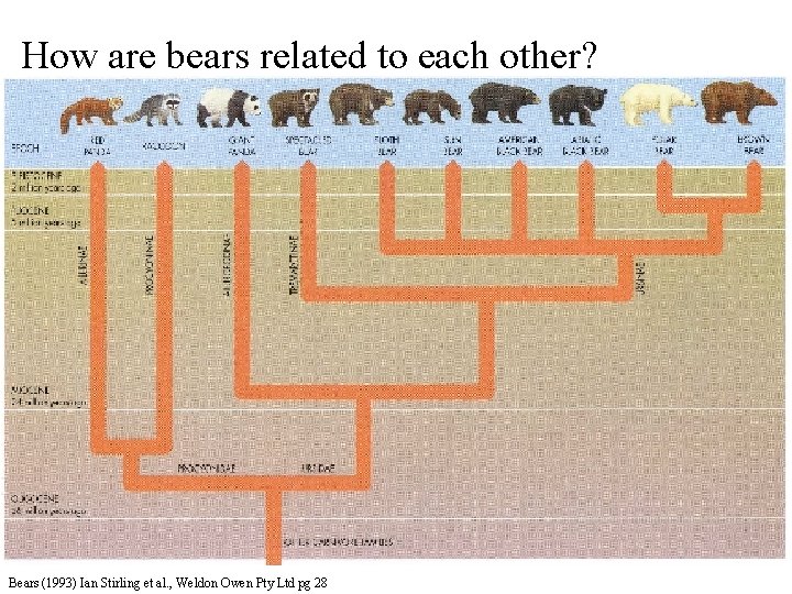 How are bears related to each other? Bears (1993) Ian Stirling et al. ,