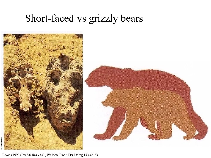 Short-faced vs grizzly bears Bears (1993) Ian Stirling et al. , Weldon Owen Pty