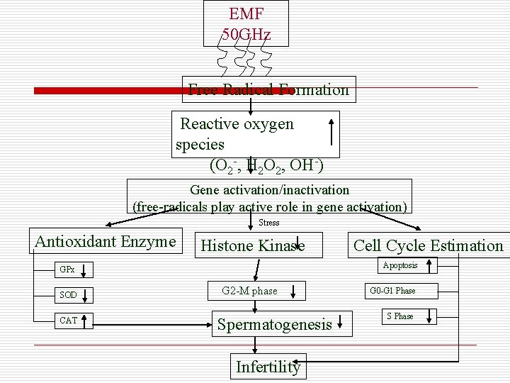 EMF 50 GHz Free Radical Formation Reactive oxygen species (O 2 -, H 2