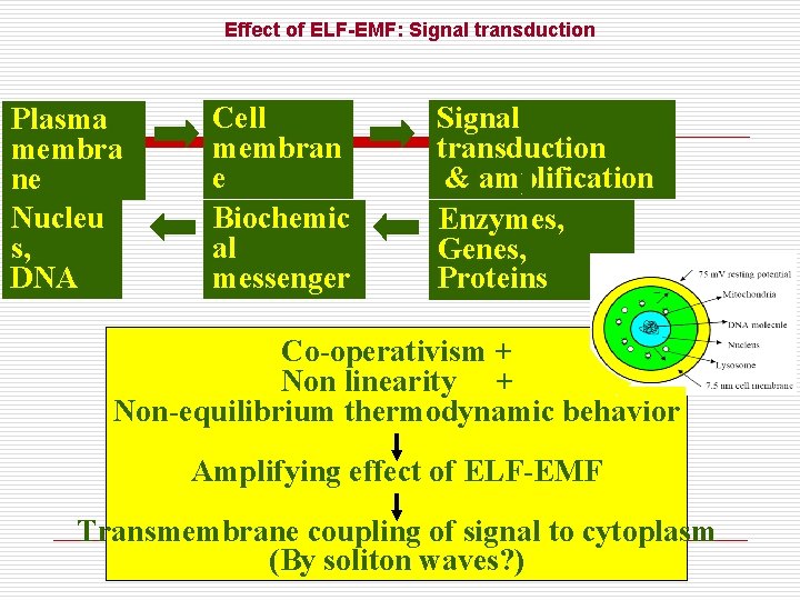 Effect of ELF-EMF: Signal transduction Plasma membra ne Nucleu s, DNA Cell membran e