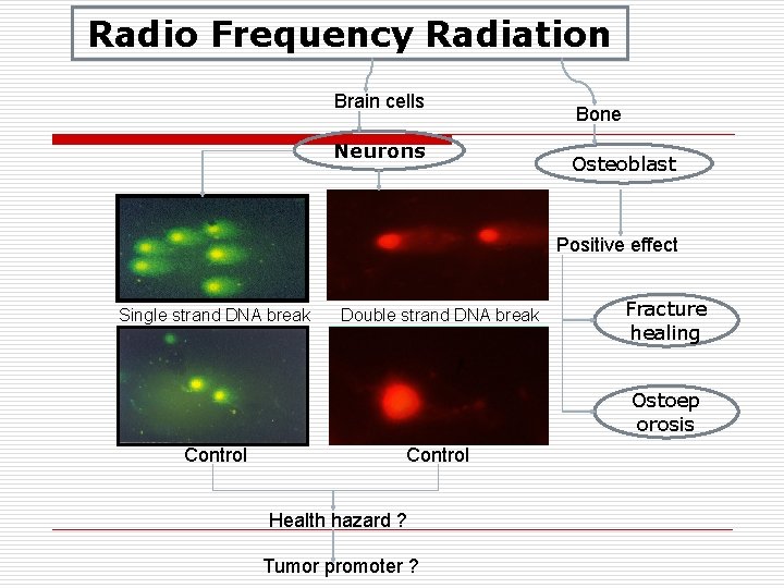 Radio Frequency Radiation Brain cells Neurons Bone Osteoblast Positive effect Single strand DNA break