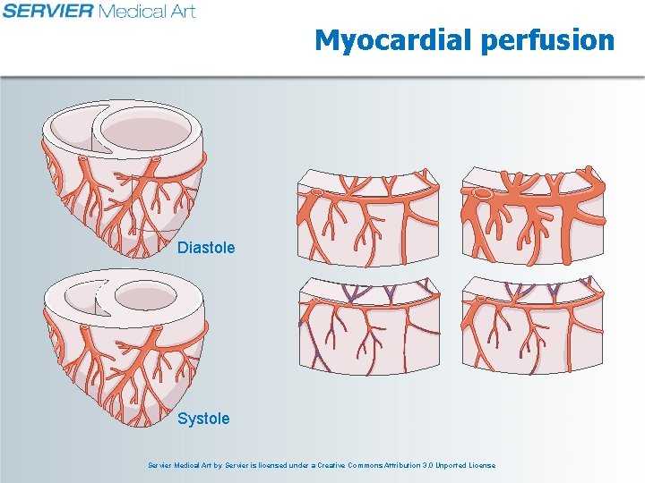 Myocardial perfusion Diastole Systole Servier Medical Art by Servier is licensed under a Creative Myocardial perfusion Diastole Systole Servier Medical Art by Servier is licensed under a Creative