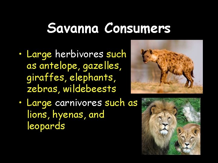 Savanna Consumers • Large herbivores such as antelope, gazelles, giraffes, elephants, zebras, wildebeests •