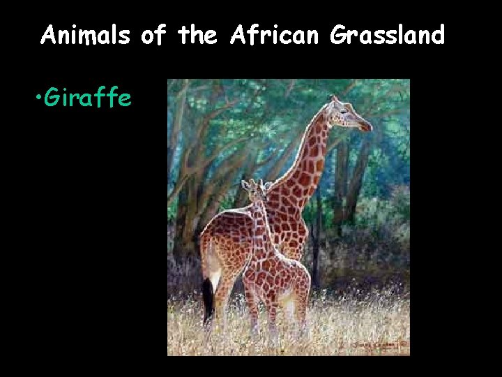 Animals of the African Grassland • Giraffe 
