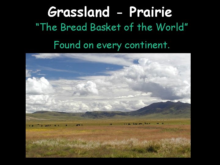 Grassland - Prairie “The Bread Basket of the World” Found on every continent. 