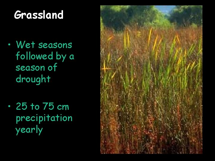 Grassland • Wet seasons followed by a season of drought • 25 to 75