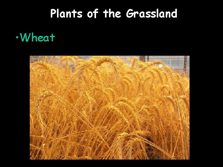 Plants of the Grassland • Wheat 