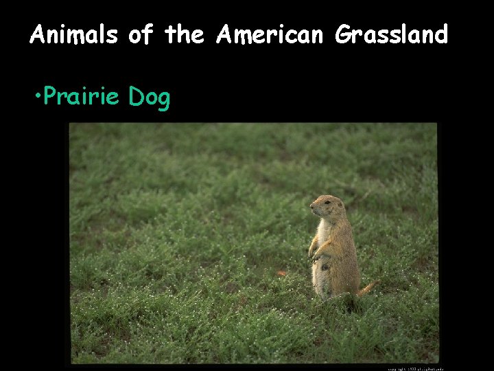 Animals of the American Grassland • Prairie Dog 