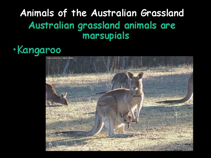 Animals of the Australian Grassland Australian grassland animals are marsupials • Kangaroo 