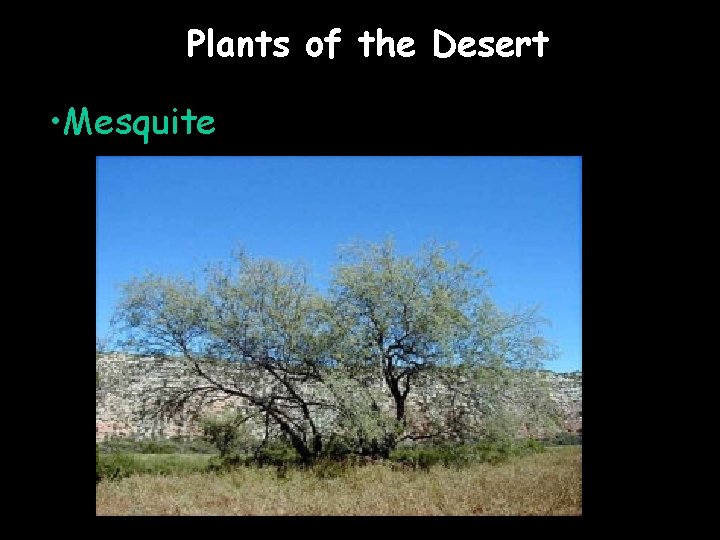 Plants of the Desert • Mesquite 