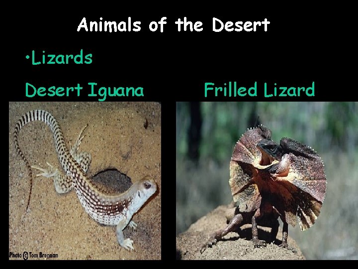 Animals of the Desert • Lizards Desert Iguana Frilled Lizard 
