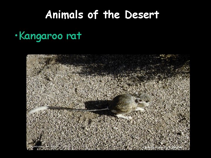 Animals of the Desert • Kangaroo rat 